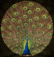 Peacock Plumage